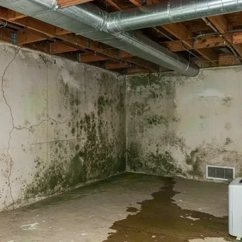 Professional Mold Removal in Creve Coeur, IL